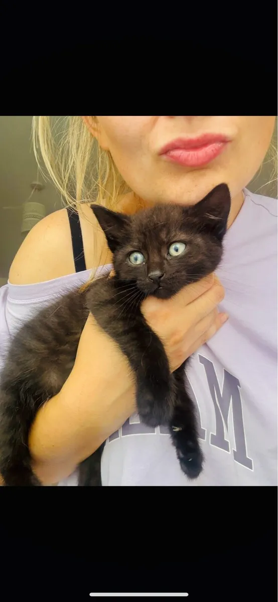 Kittens - Image 1