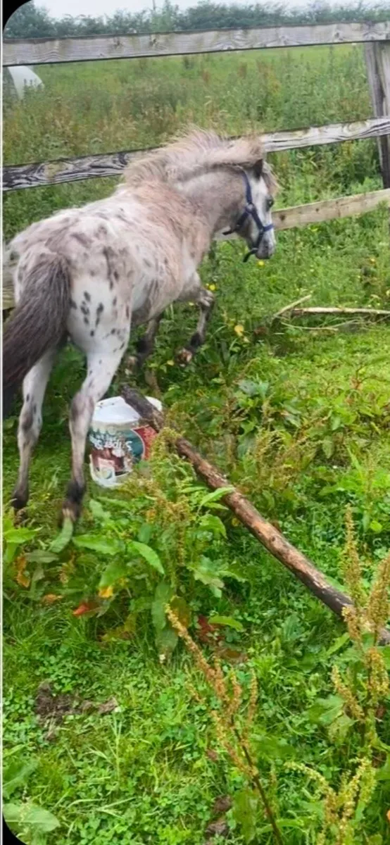 (Rare colour) Kerry bog pony colt - Image 2