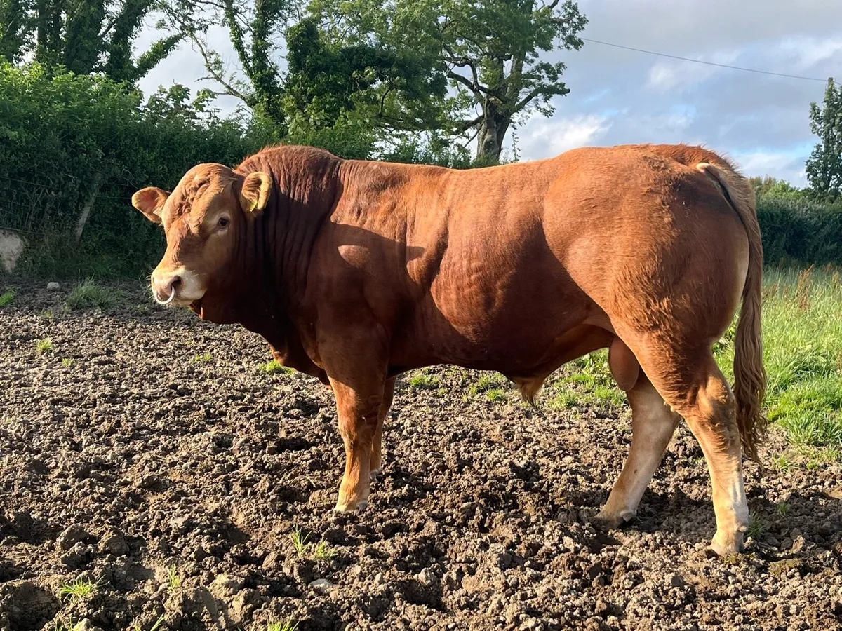 Easy calving Pedigree Limousin Bull - Image 2