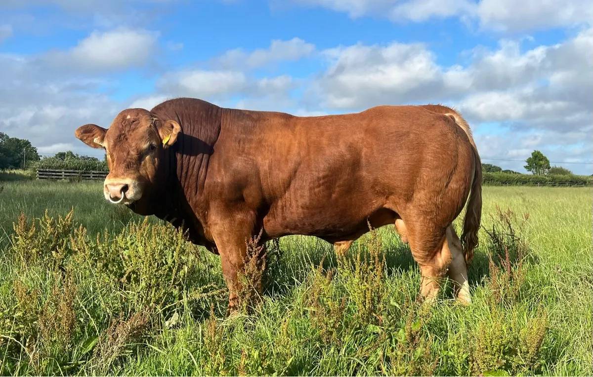 Easy calving Pedigree Limousin Bull - Image 1