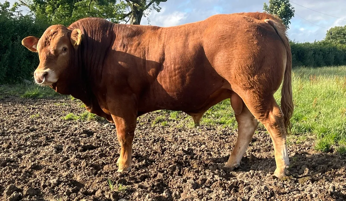 Easy calving Pedigree Limousin Bull - Image 3