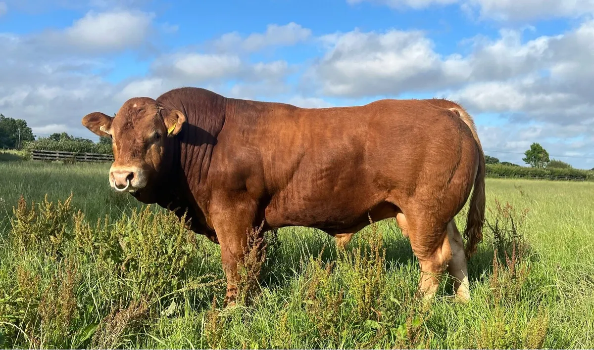 Easy calving Pedigree Limousin Bull - Image 4