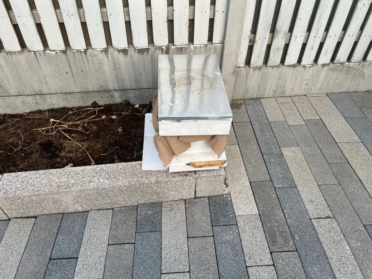 Honey Bee Colonies: 1x Full Hive & 1x NUC - Image 2