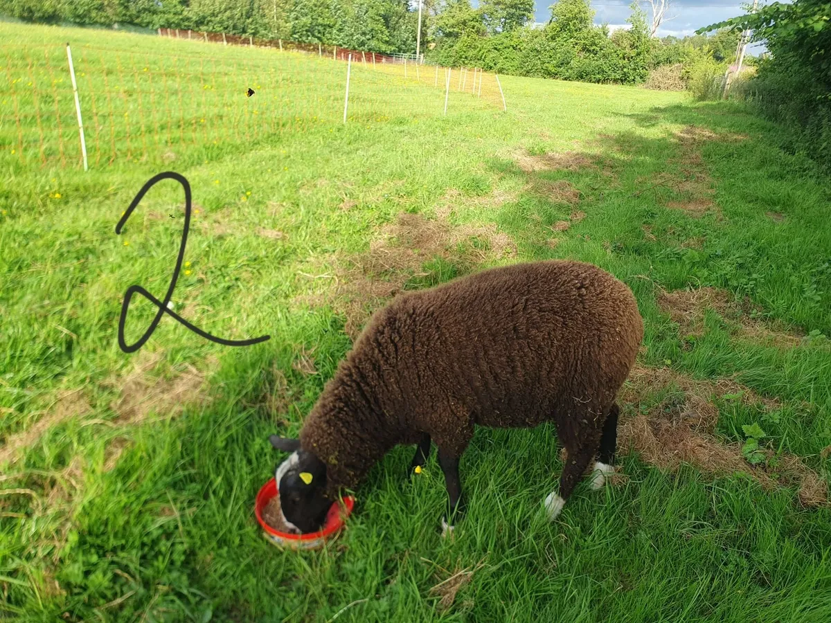 Purebred Zwartble Ram Lambs - Image 2