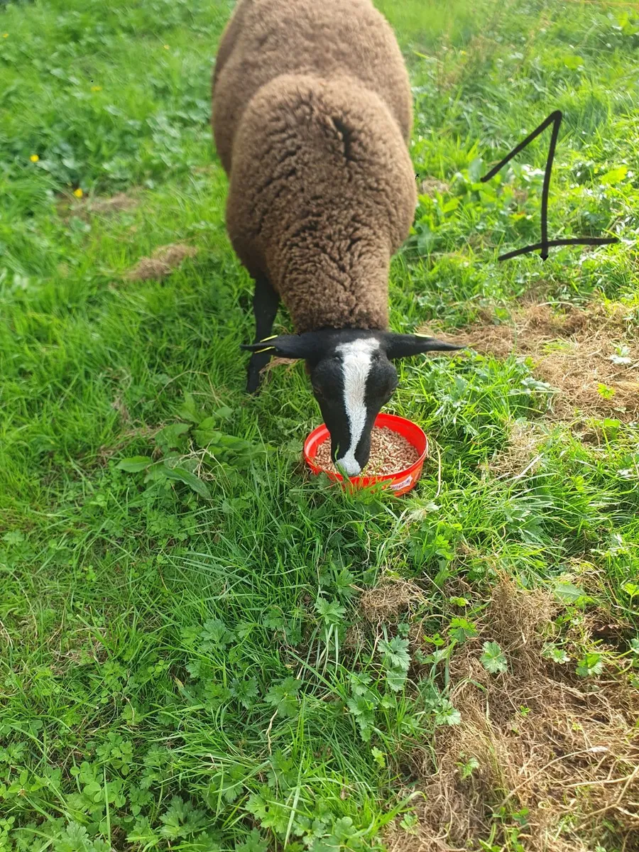 Purebred Zwartble Ram Lambs - Image 4
