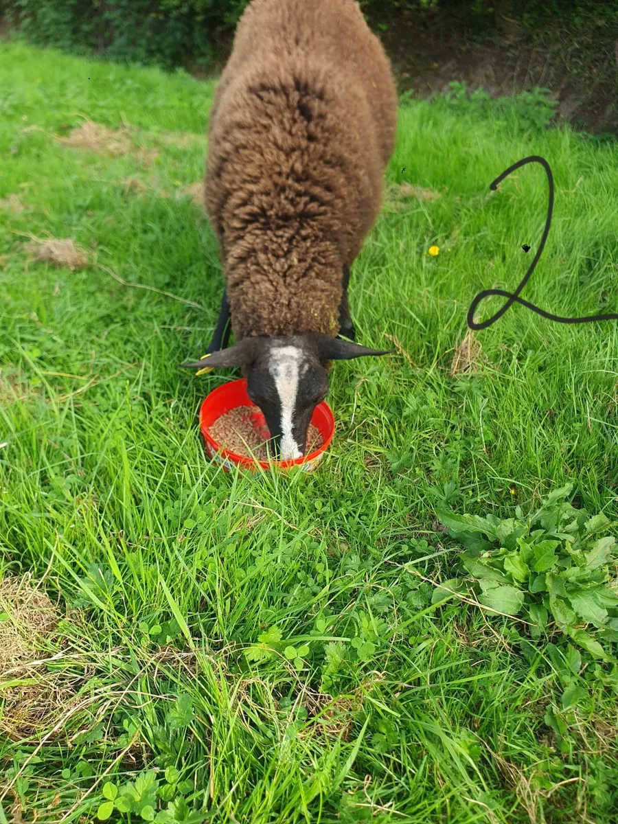 Purebred Zwartble Ram Lambs - Image 3