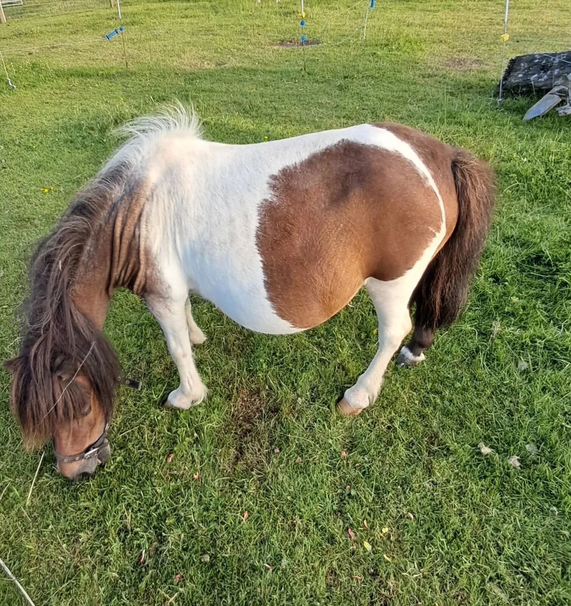 Mare & Foal - Image 1