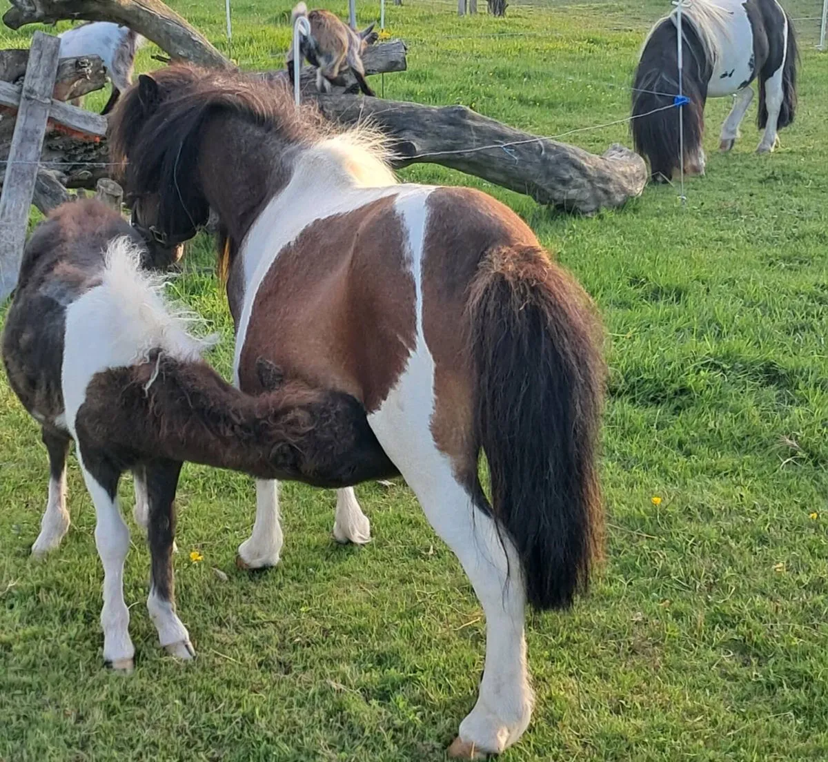 Mare & Foal - Image 2