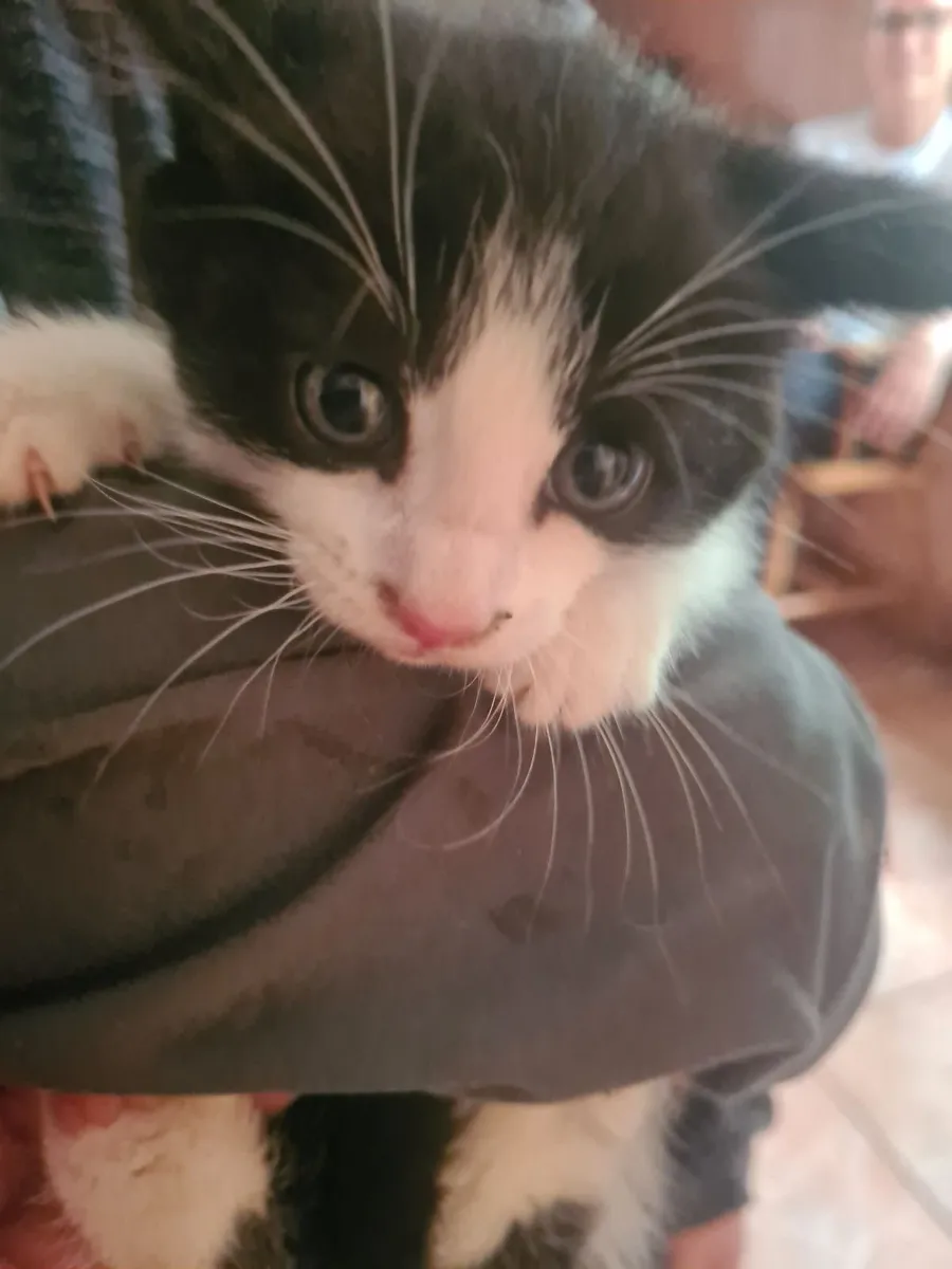 Kittens - Image 1