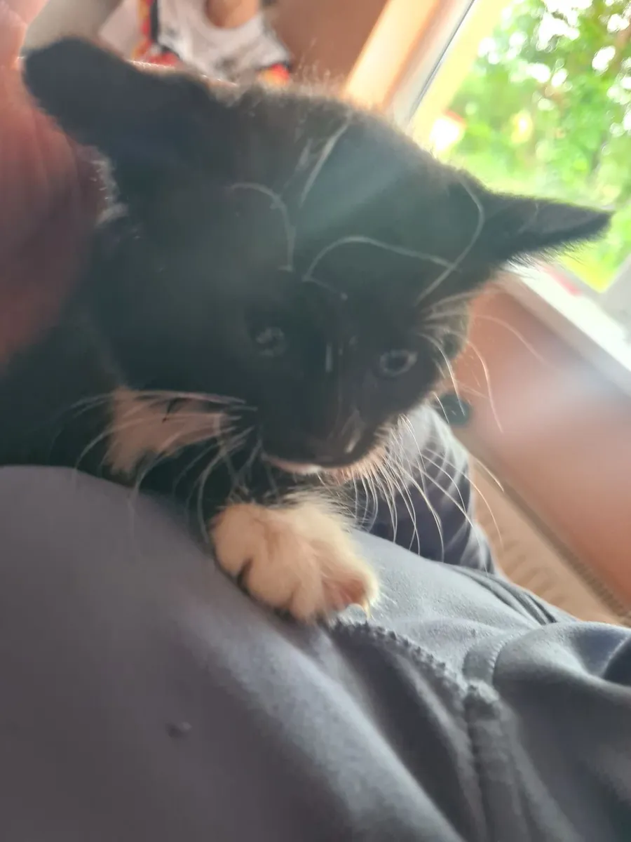 Kittens - Image 2