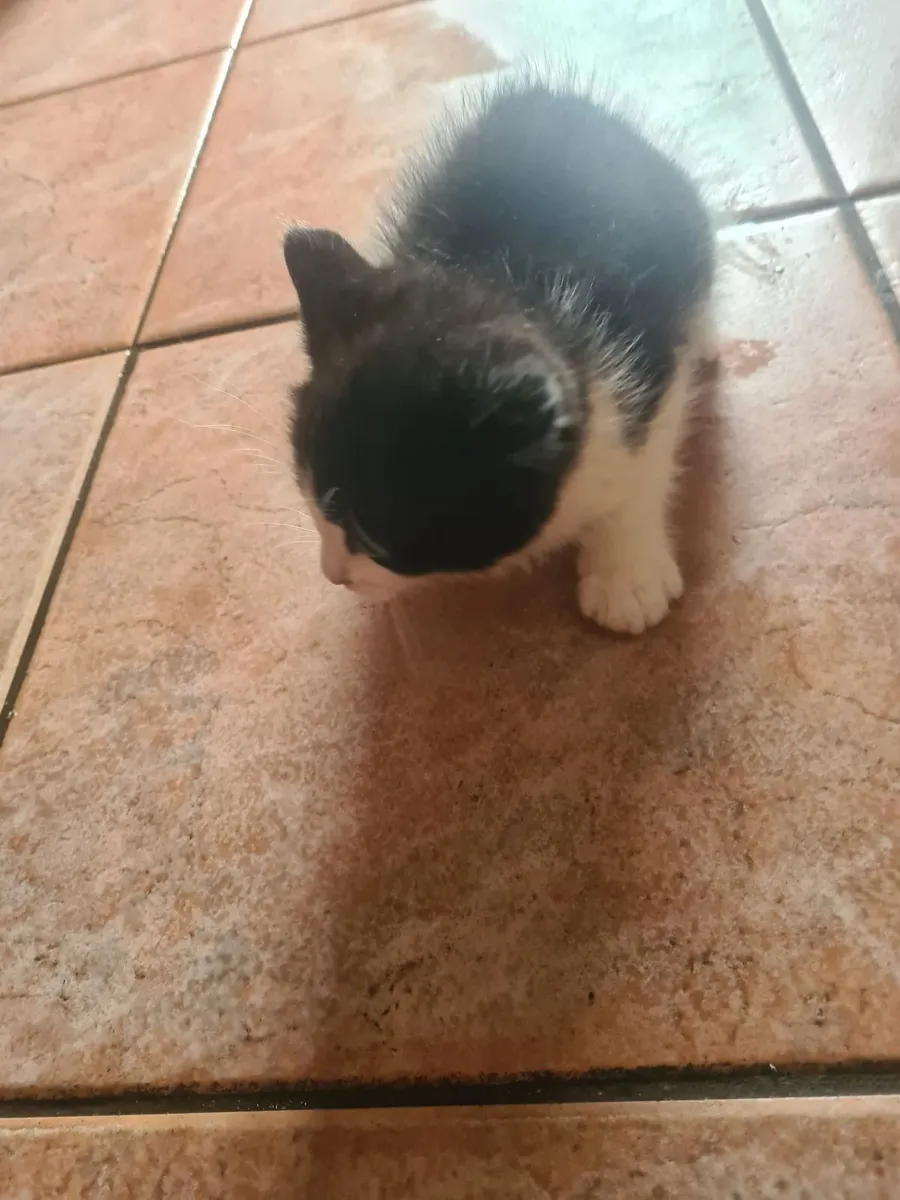 Kittens - Image 3