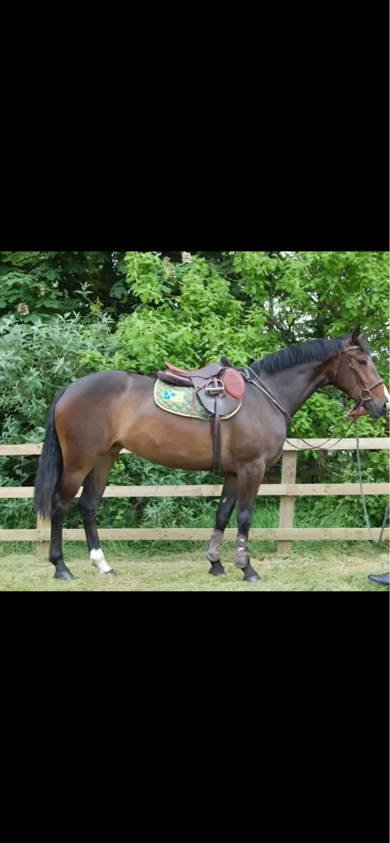 6yo allrounder - Image 1