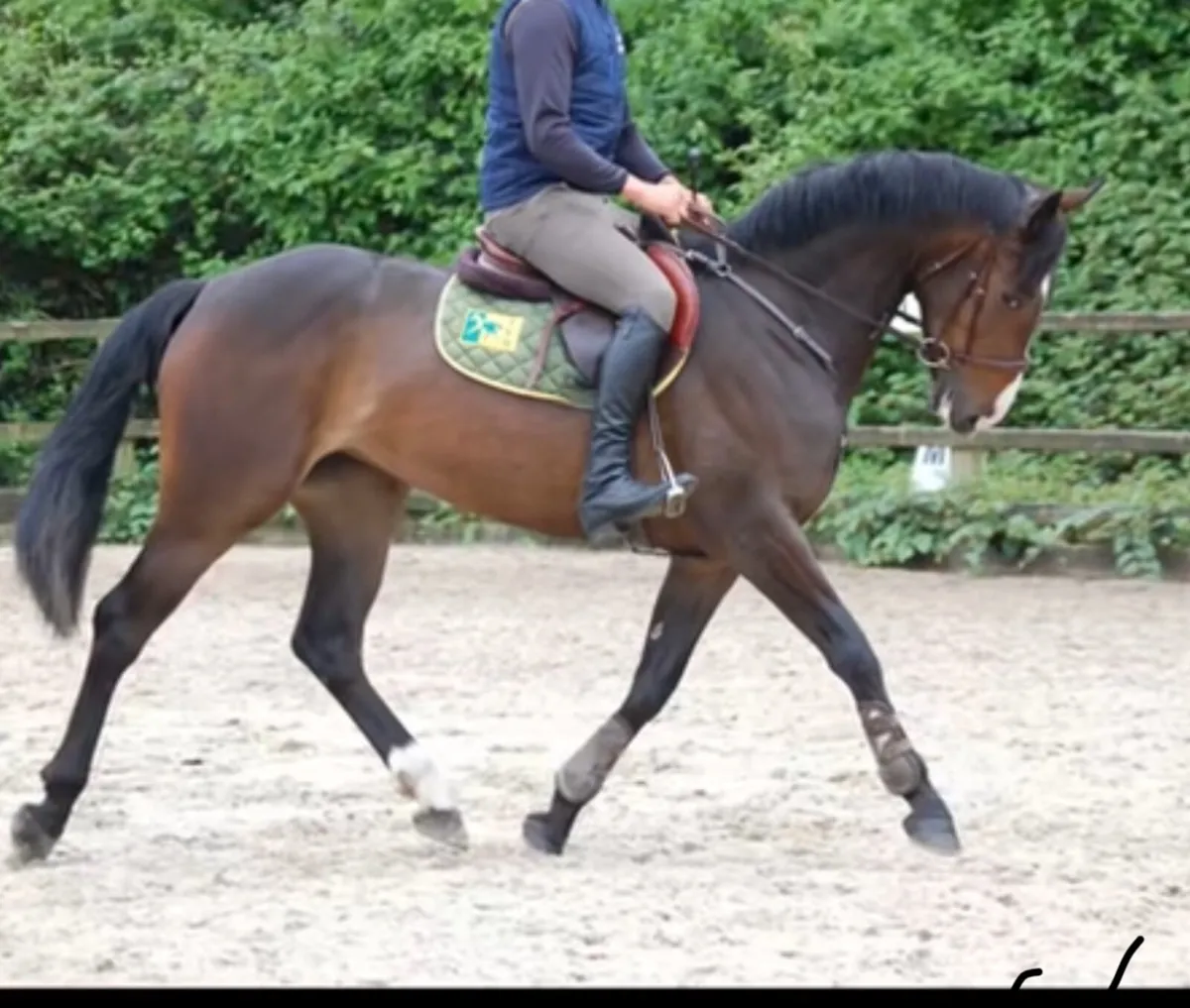 6yo allrounder - Image 3