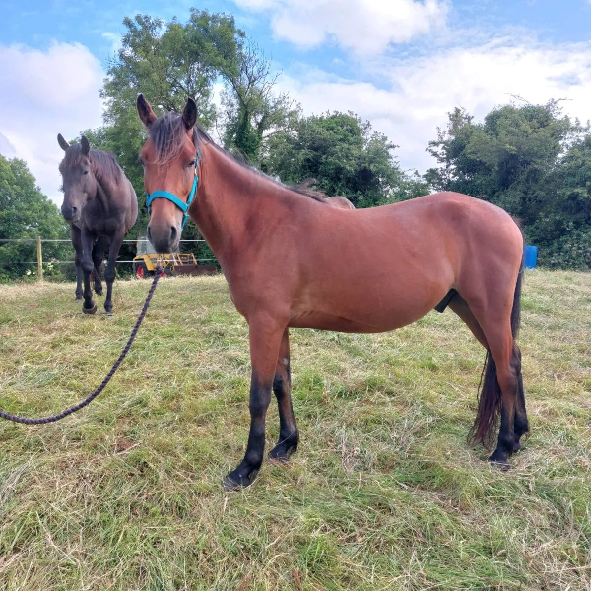 Gelding - Image 1