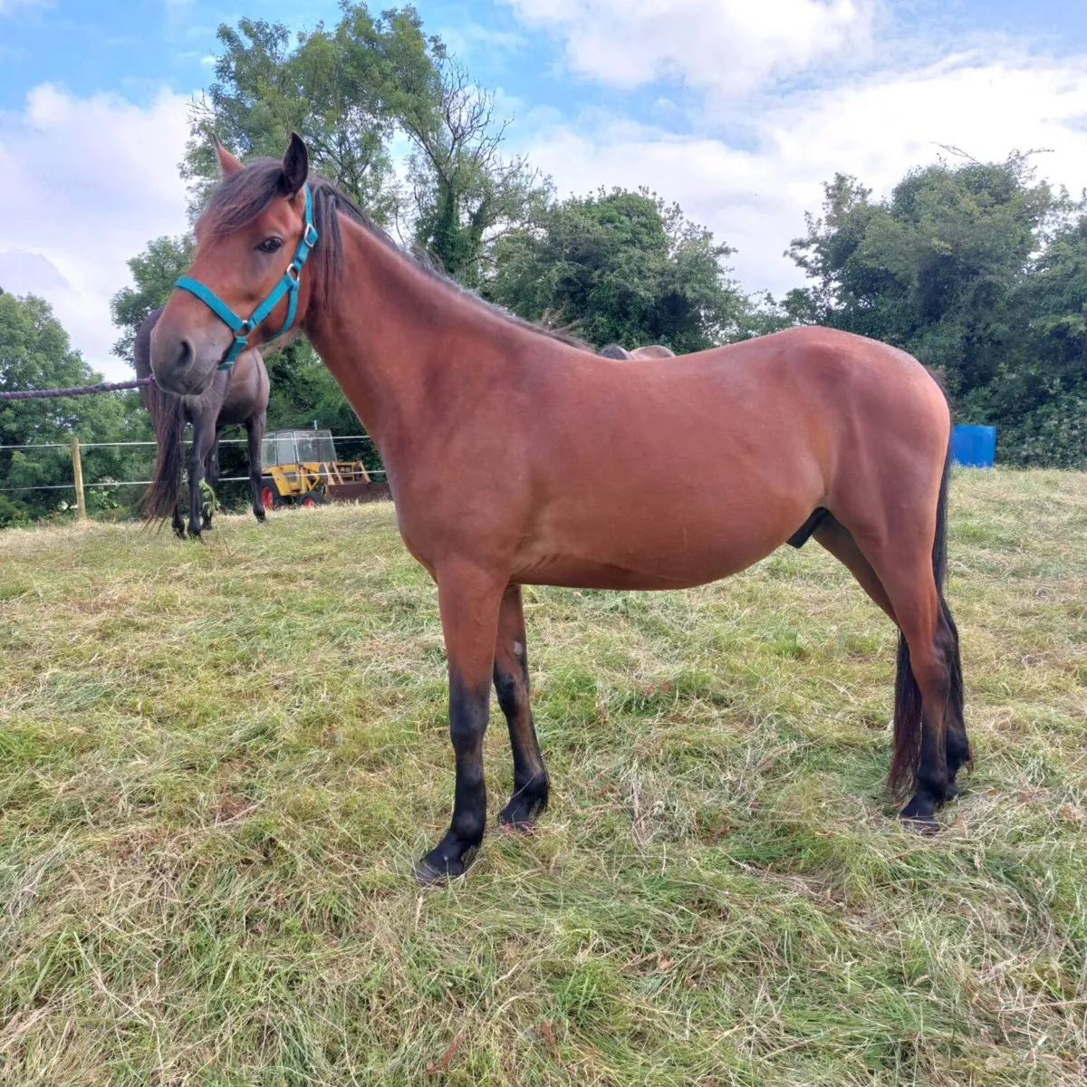 Gelding - Image 2