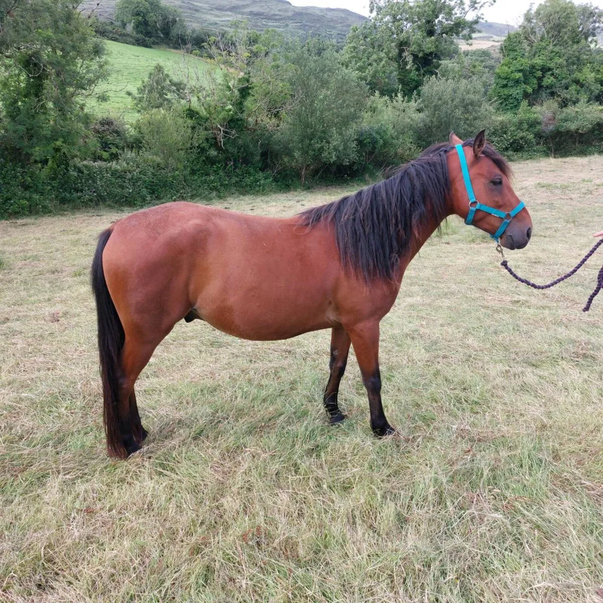 Gelding - Image 3