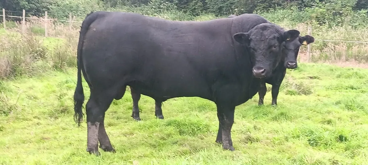 Pedigree Aberdeen Angus Bulls - Image 2