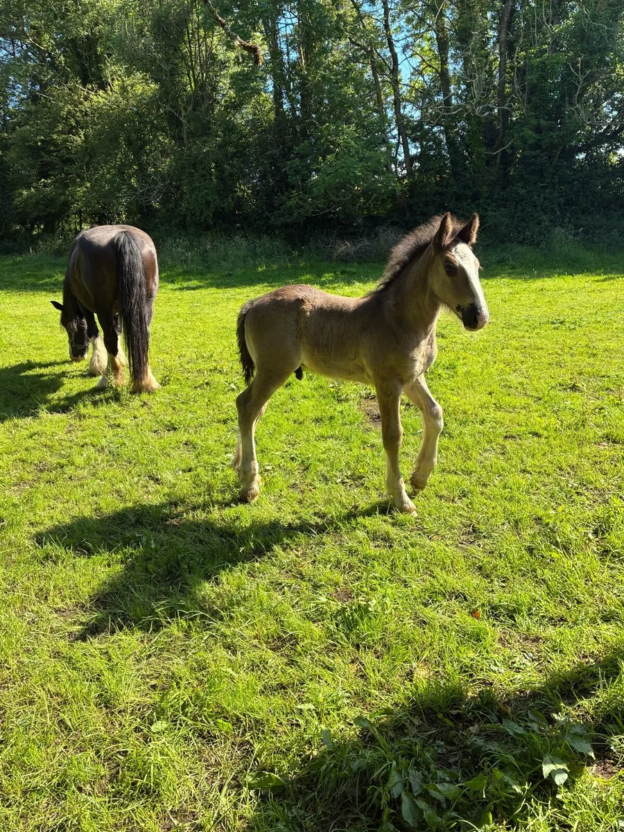 Colt and filly foal - Image 1