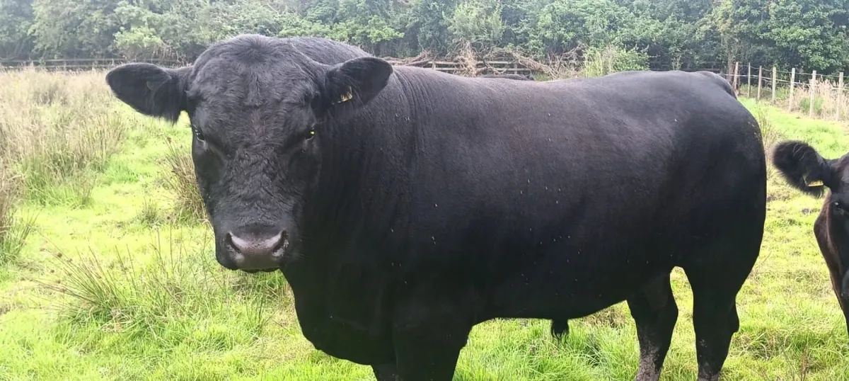 Pedigree Aberdeen Angus Bulls - Image 3