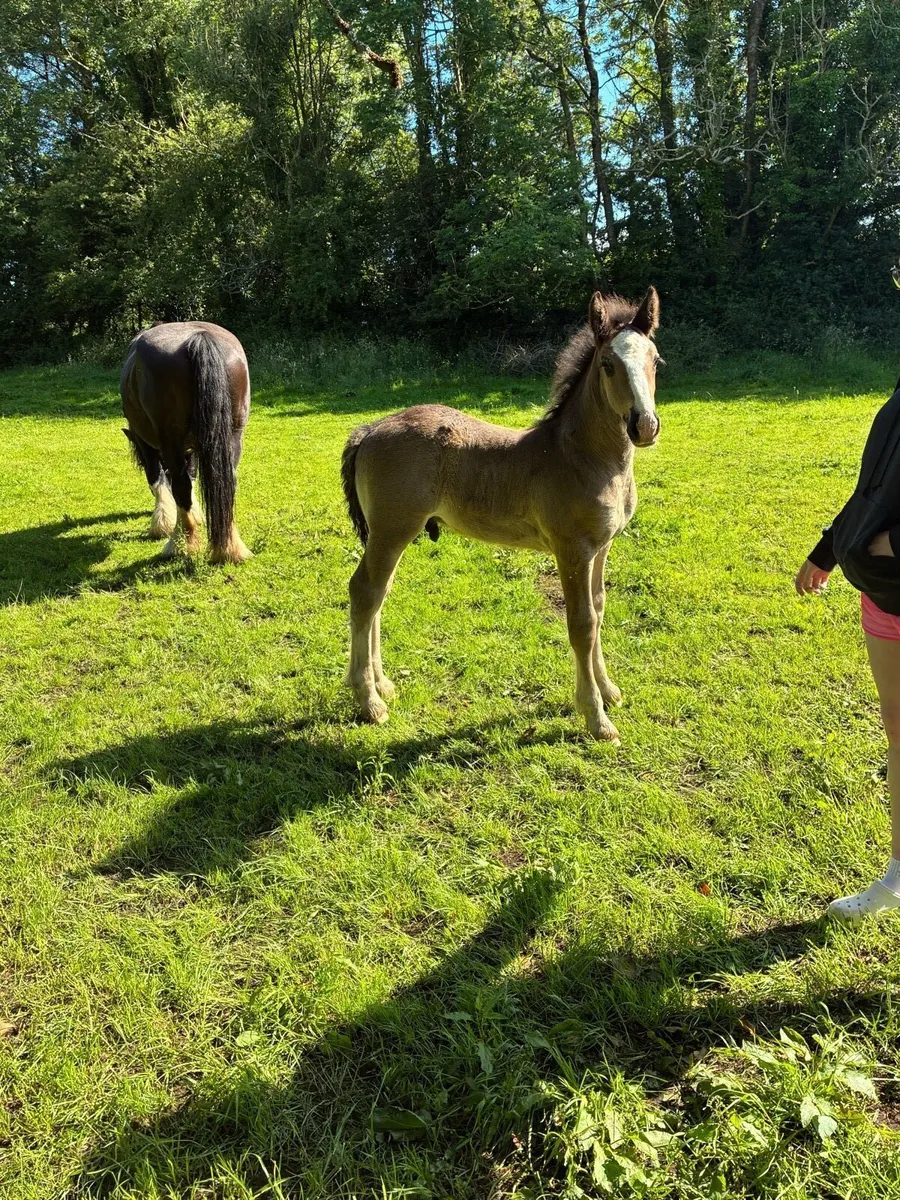 Colt and filly foal - Image 2