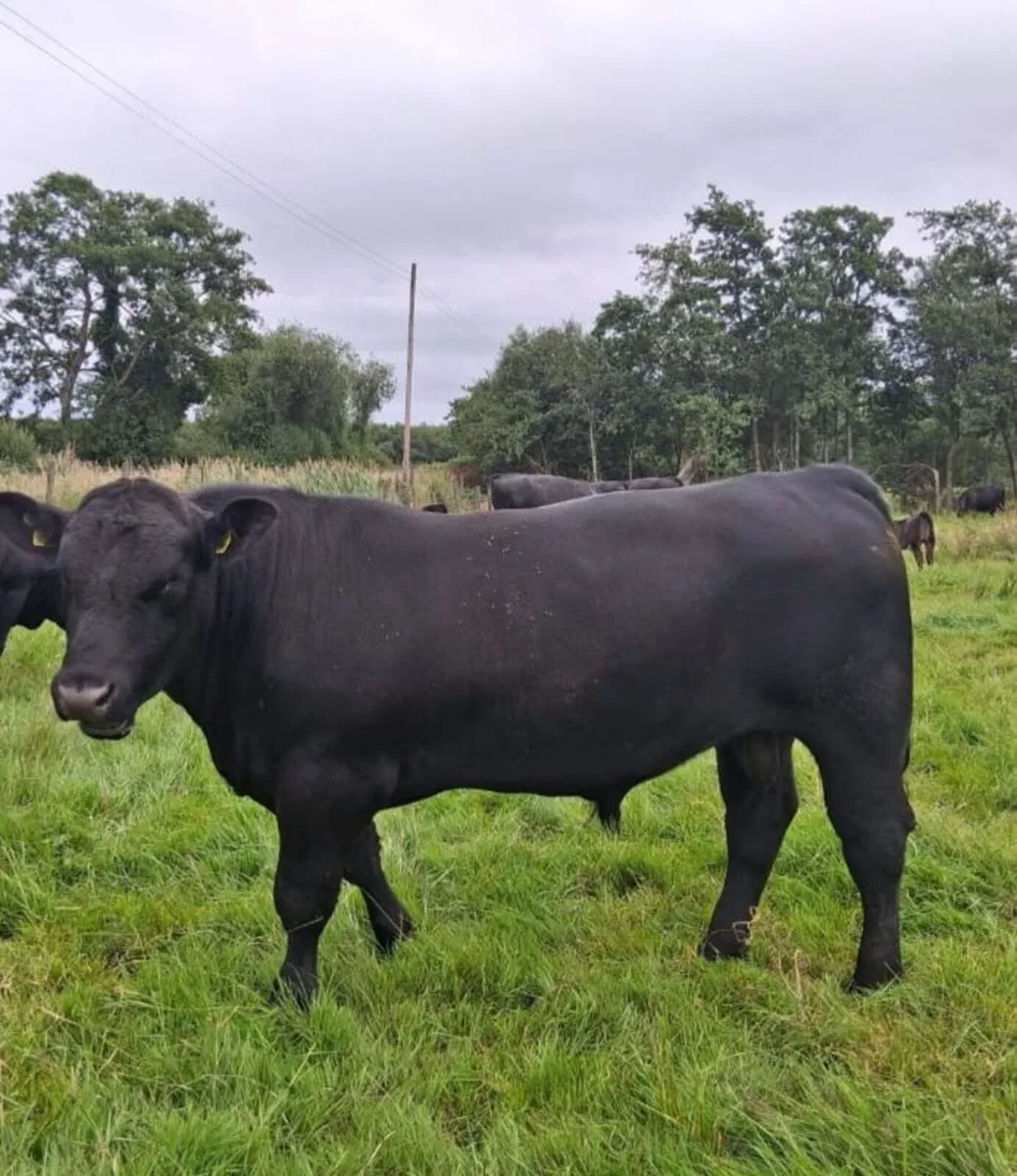 Pedigree Aberdeen Angus Bulls - Image 4