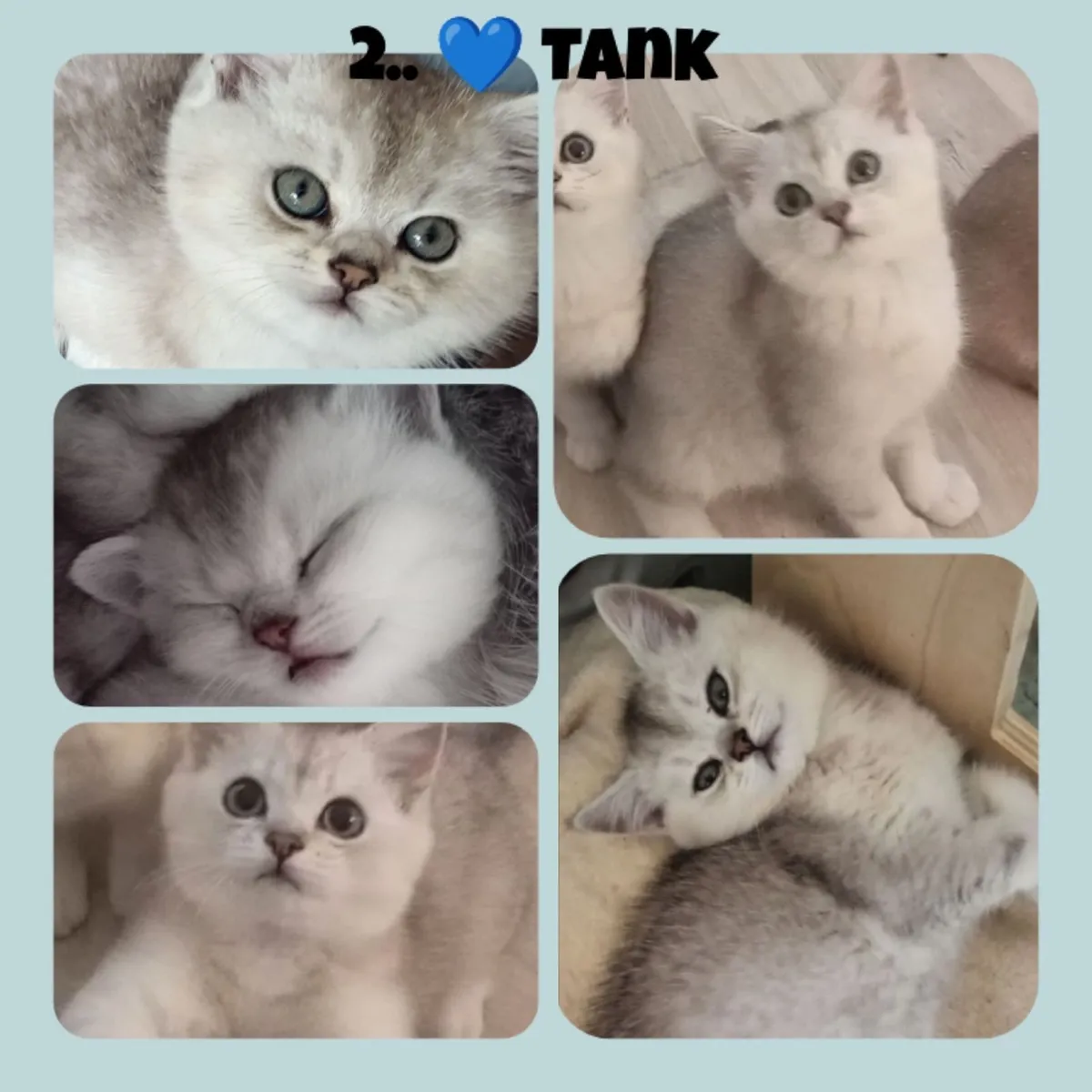 British shorthair kittens silver & golden X3 LEFT - Image 2