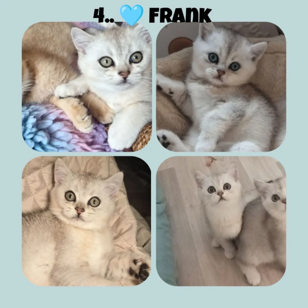 British shorthair kittens silver & golden X3 LEFT - Image 3
