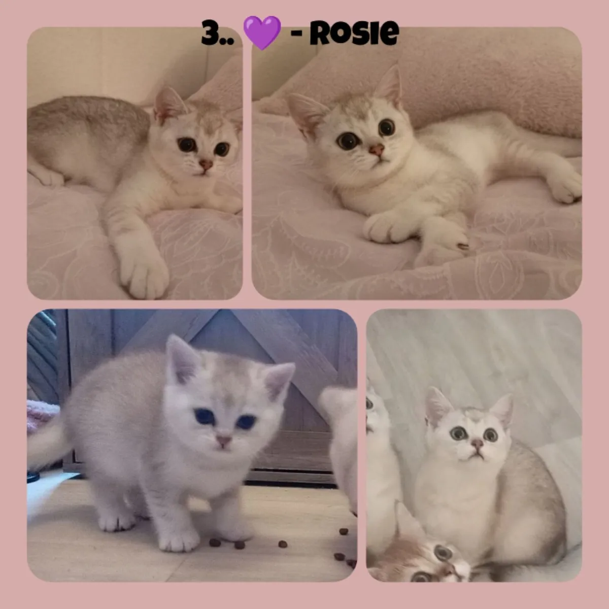 British shorthair kittens silver & golden X3 LEFT - Image 4