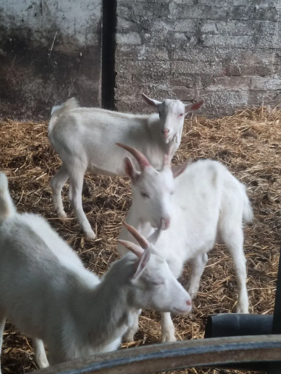 Selection of goats - Image 1