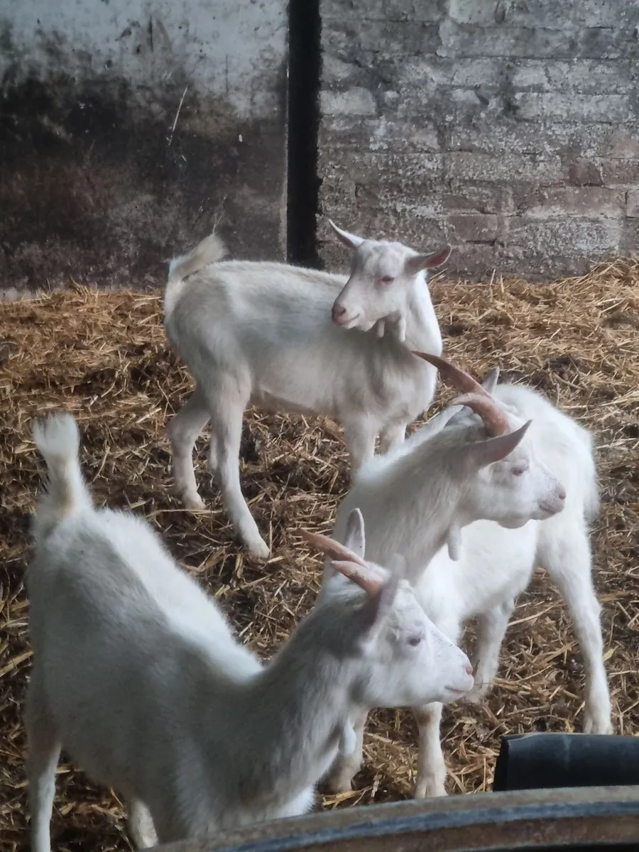Selection of goats - Image 2