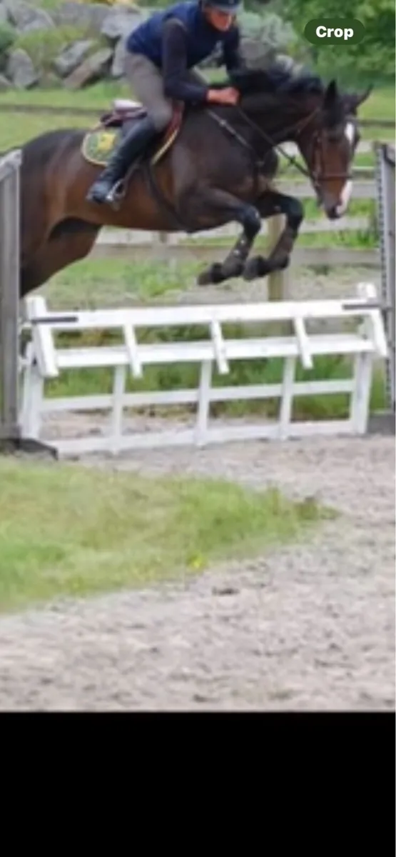 6yo allrounder - Image 2