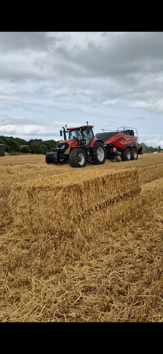 Barley and Wheat Straw - Image 3