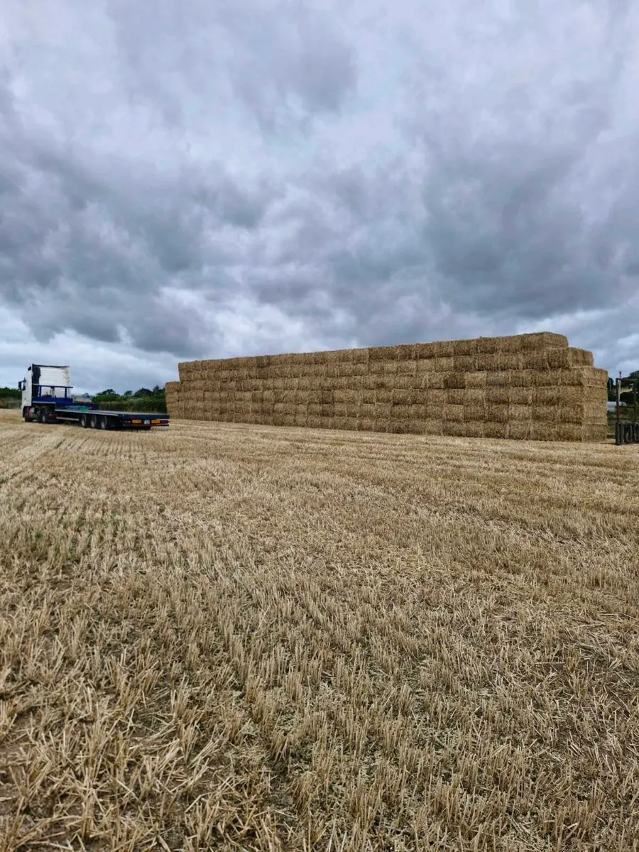 Barley and Wheat Straw - Image 4