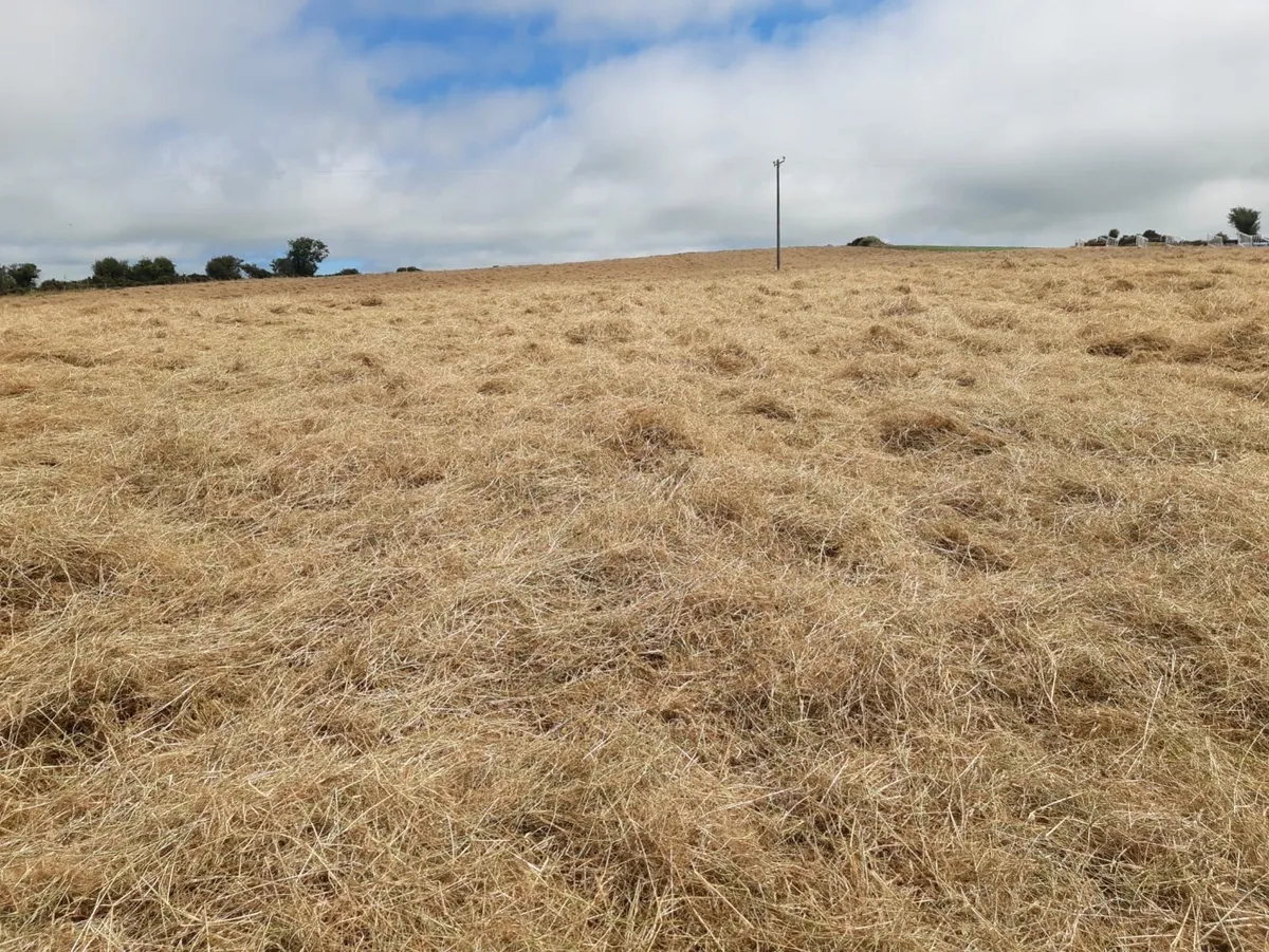Big Hay Bales for sale