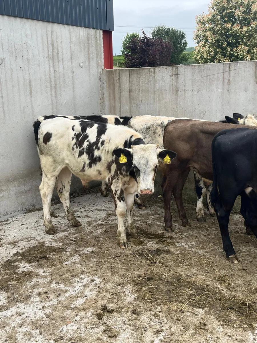 5 AA BB & Charolais Bulls - Image 1