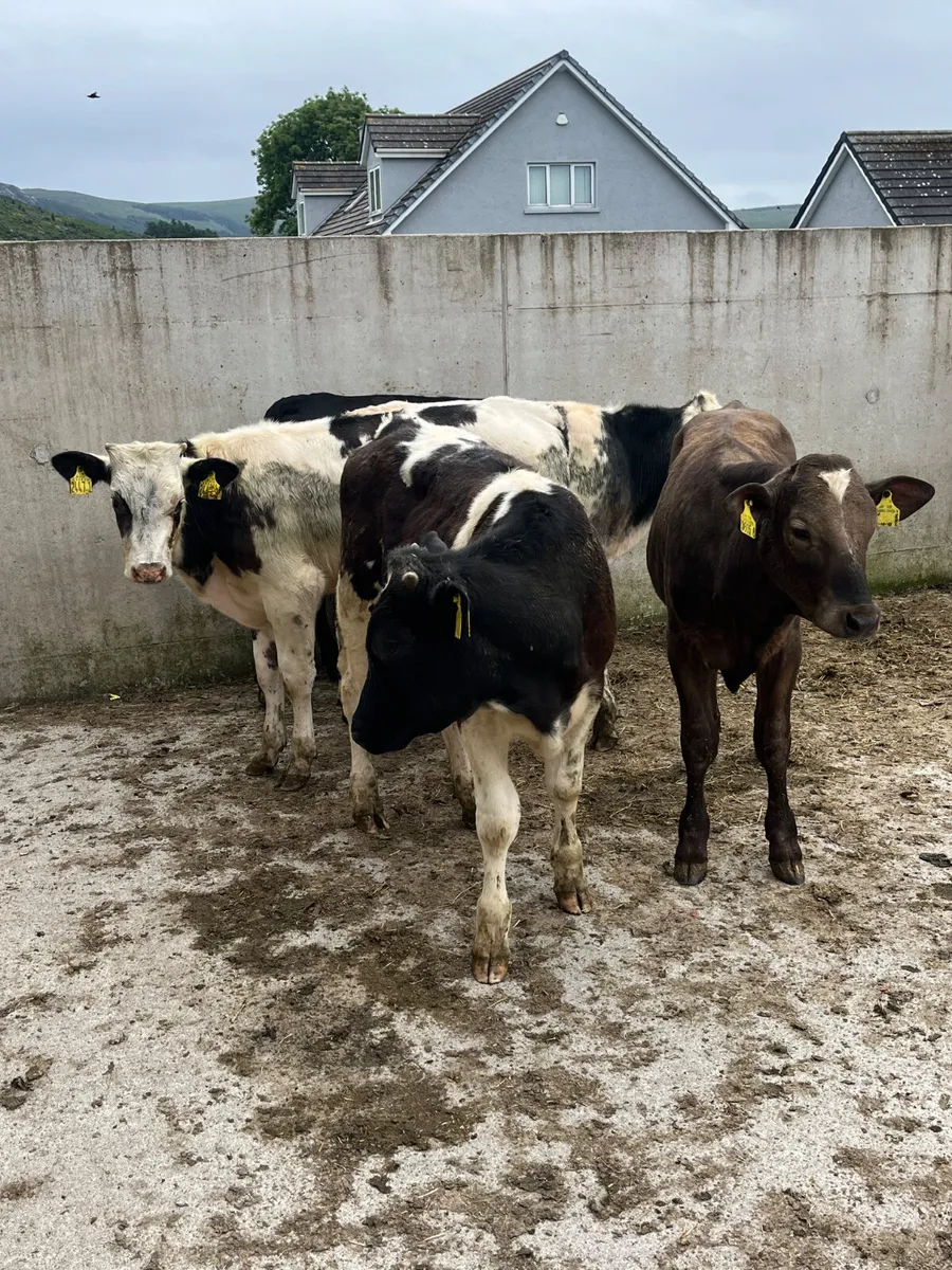 5 AA BB & Charolais Bulls - Image 2
