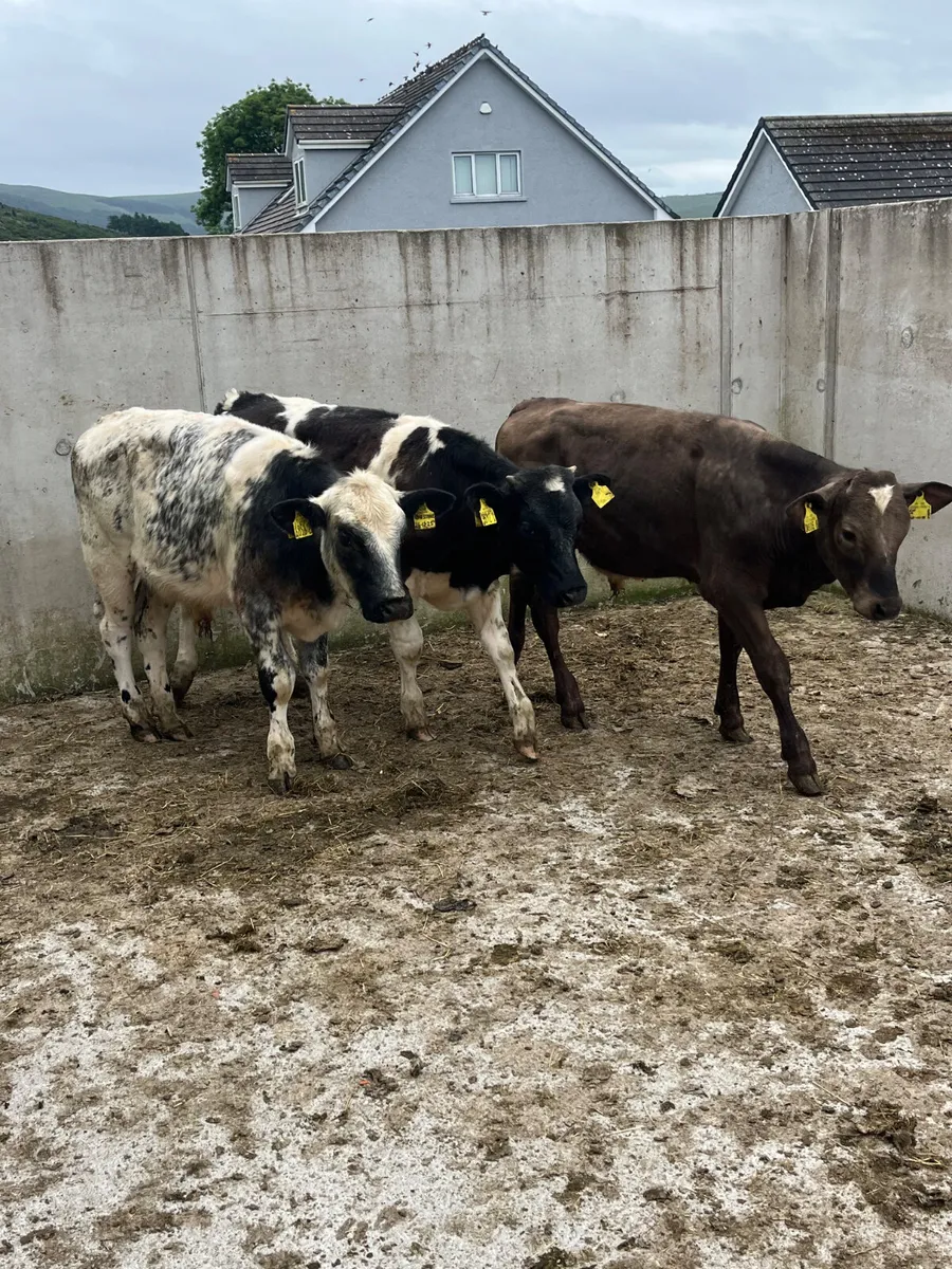 5 AA BB & Charolais Bulls - Image 3