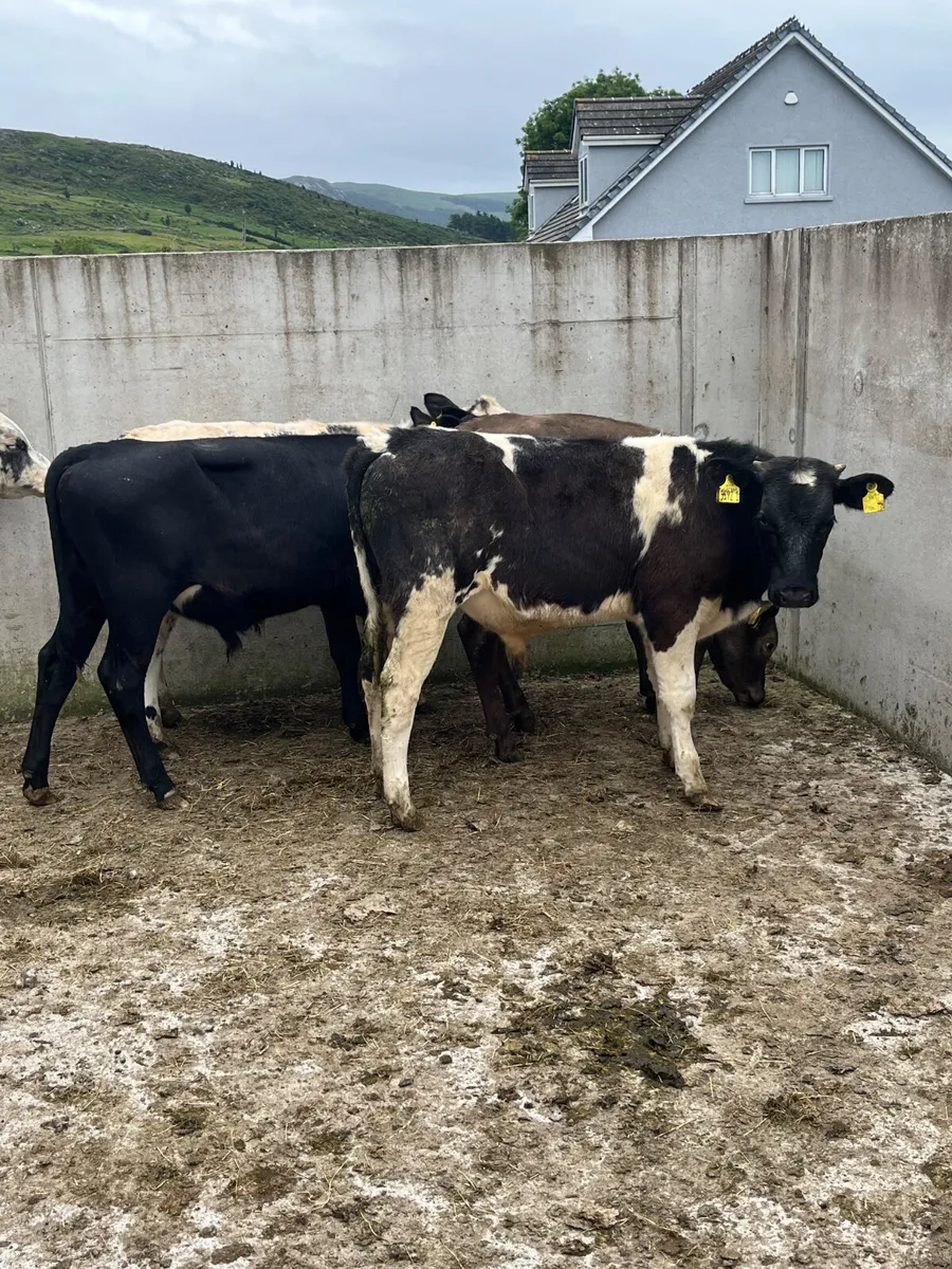 5 AA BB & Charolais Bulls - Image 4
