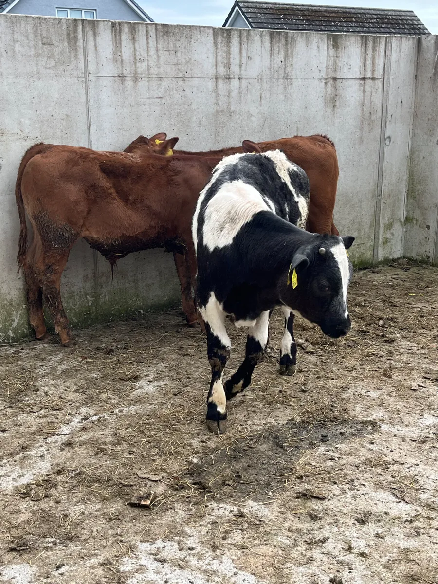 3 Belgian Blue & Limousine Bulls - Image 3