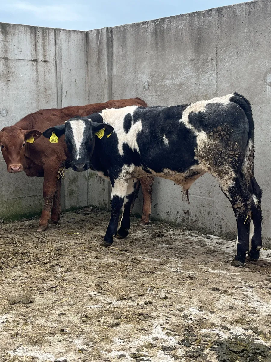 3 Belgian Blue & Limousine Bulls - Image 4