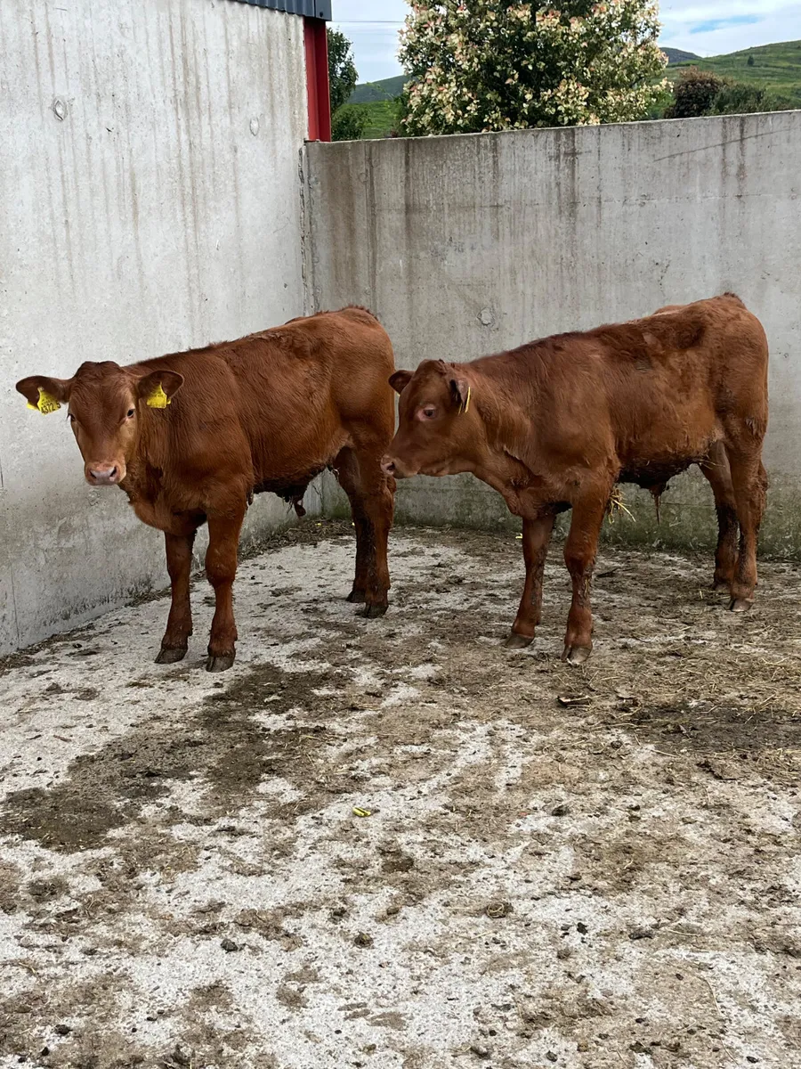 3 Belgian Blue & Limousine Bulls - Image 1