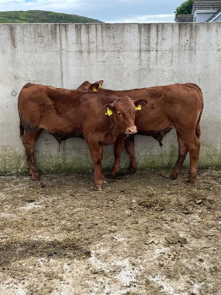 3 Belgian Blue & Limousine Bulls - Image 2