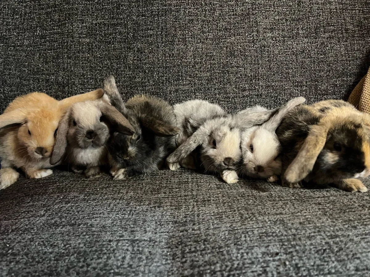 Rabbits - Image 1