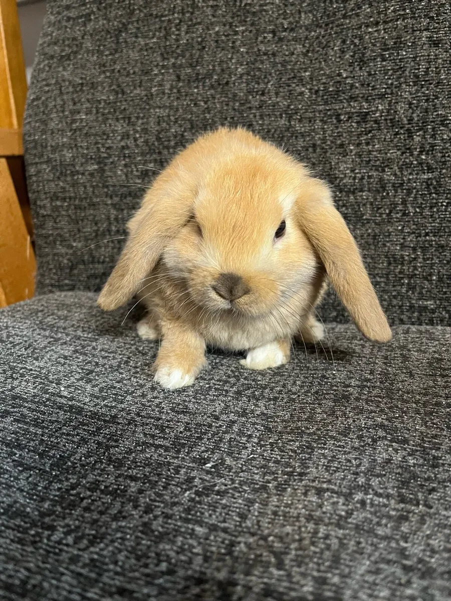 Rabbits - Image 3