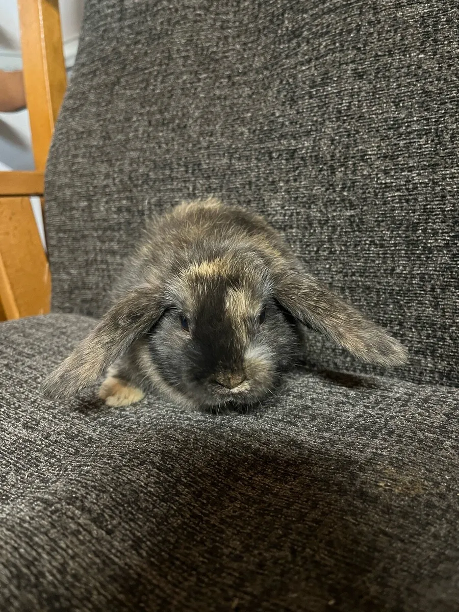 Rabbits - Image 4