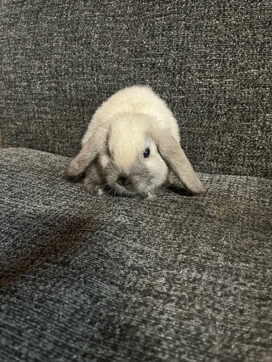 Rabbits - Image 2