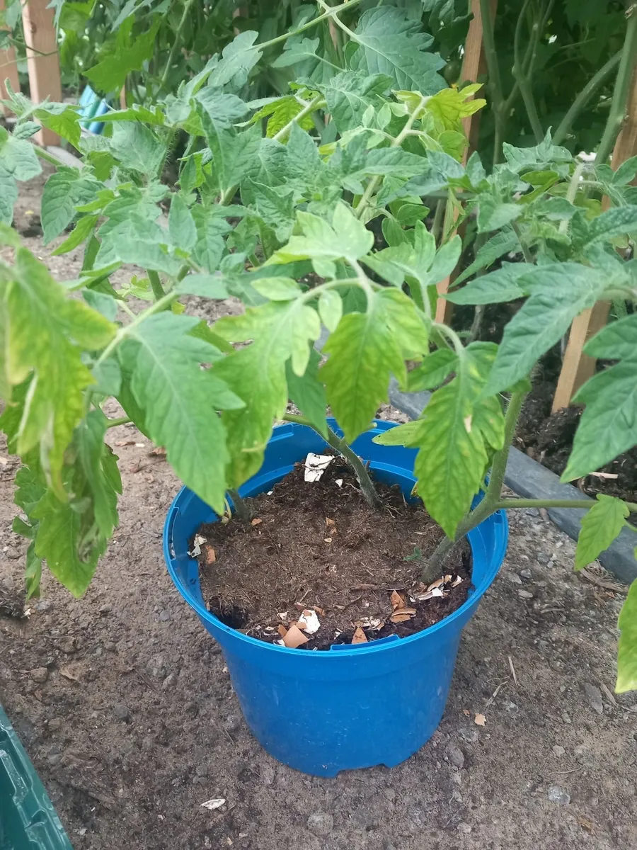 Tomatoe plants - Image 1
