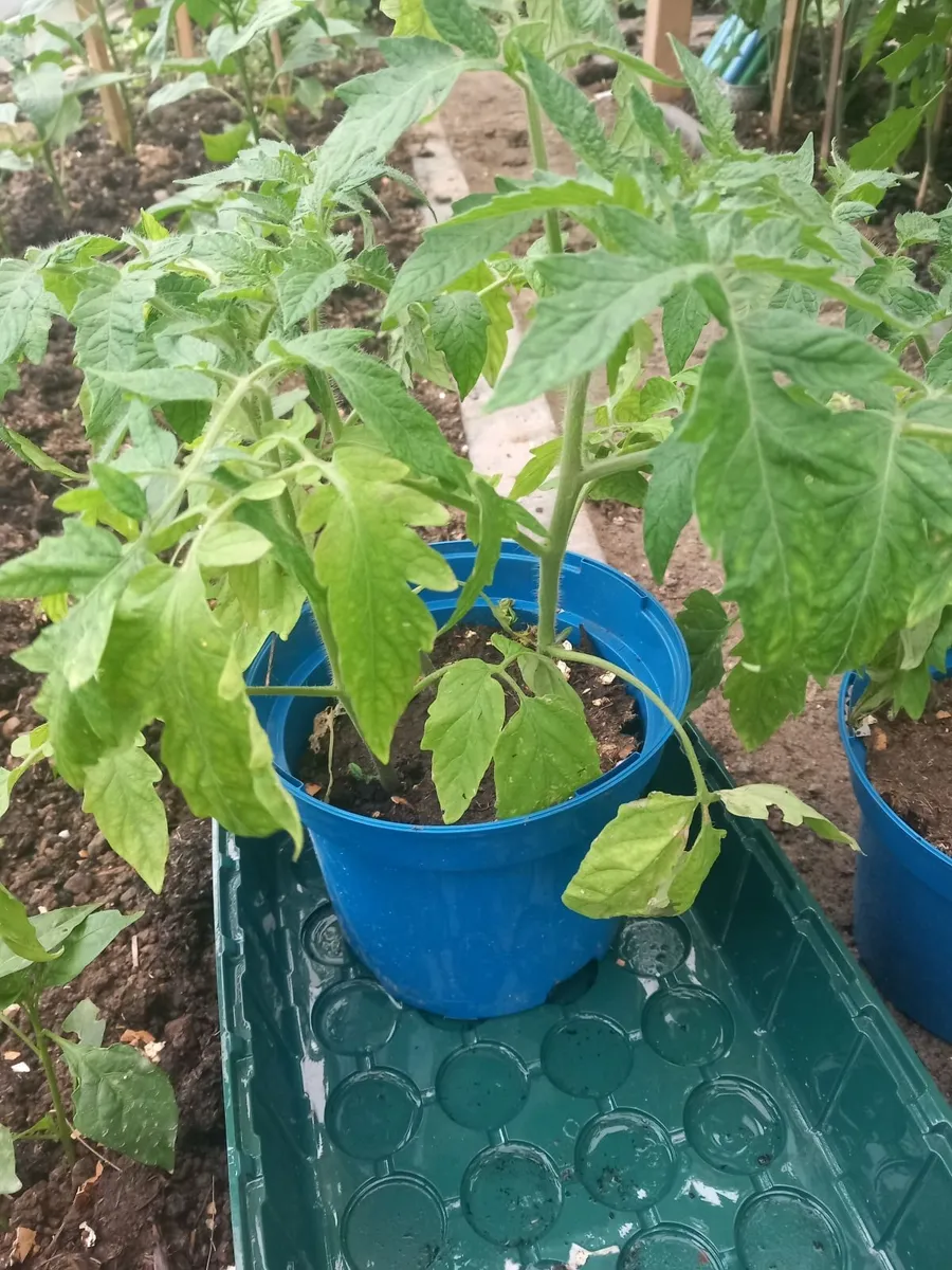Tomatoe plants - Image 3