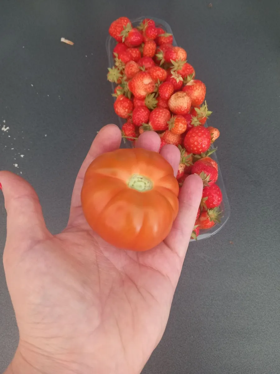Tomatoe plants - Image 4