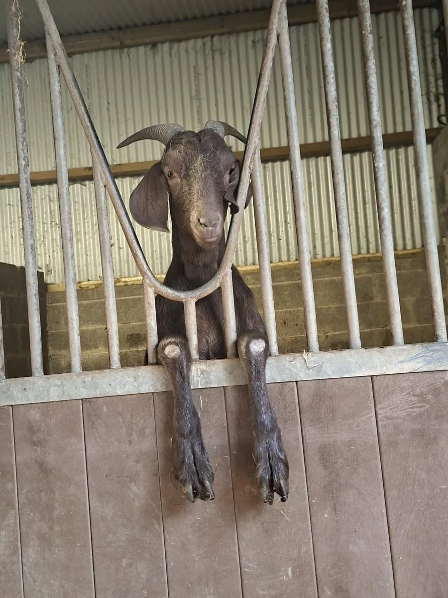 1 yr old wether goat - Image 1